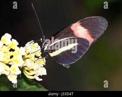 Fütterung mexikanisch / südamerikanischen gemeinsamen Postbote Longwing (Heliconius Melpomene, Rosina Sorte) Stockfoto