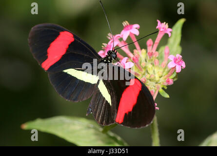 Fütterung mexikanisch / südamerikanischen gemeinsamen Postbote Longwing (Heliconius Melpomene, Rosina Sorte) Stockfoto