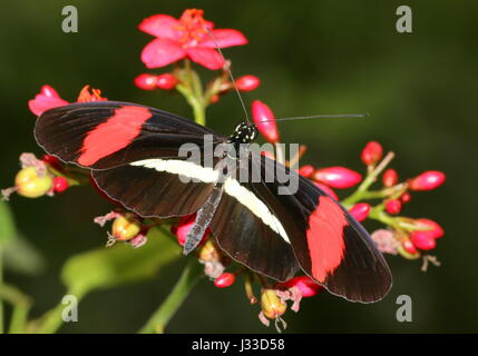 Fütterung mexikanisch / südamerikanischen gemeinsamen Postbote Longwing (Heliconius Melpomene, Rosina Sorte) Stockfoto