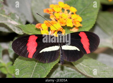 Fütterung mexikanisch / südamerikanischen gemeinsamen Postbote Longwing (Heliconius Melpomene, Rosina Sorte) Stockfoto