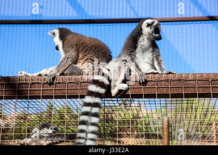 Zwei Katta (Lemur Catta) Sonnenbaden am Käfig. Lange, schwarz-weiß geringelten Schwänzen Stockfoto