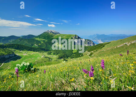 Blumenwiese mit Orchideen, Monte Baldo im Hintergrund, Monte Altissimo, Gardasee Berge, Trentino, Italien Stockfoto