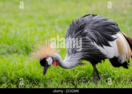 gekrönter Kran schöne Vogel mit grauen Feder zu Fuß auf Grünland Stockfoto