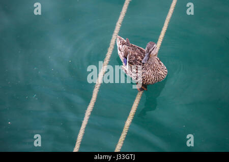 Eine Ente sitzt auf ein Seil am Gardasee. Stockfoto