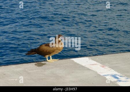 Juvenile braun Sprengfallen (Sula Leucogaster) sitzen auf einem pier Stockfoto