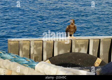 Juvenile braun Sprengfallen (Sula Leucogaster) in einem Hafen am Meer Stockfoto