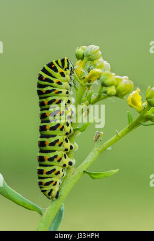 Schwalbenschwanz (Papilio Machaon), Raupe auf Blume, Burgenland, Österreich Stockfoto