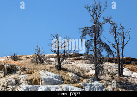 Tote Bäume, mineralische Ablagerungen, Palette Frühling, unteren Terrassen, Mammoth Hot Springs, Yellowstone-Nationalpark, Wyoming, USA Stockfoto