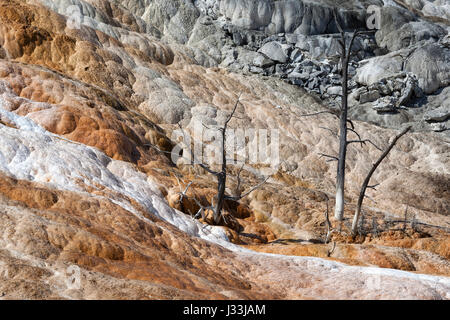 Tote Bäume, mineralische Ablagerungen, Palette Frühling, unteren Terrassen, Mammoth Hot Springs, Yellowstone-Nationalpark, Wyoming, USA Stockfoto