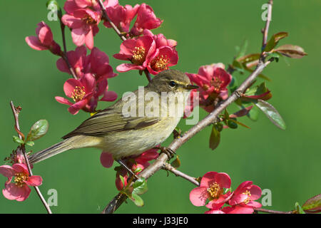 Gemeinsamen Zilpzalp (Phylloscopus Collybita) auf Blume Ast, Burgenland, Österreich Stockfoto