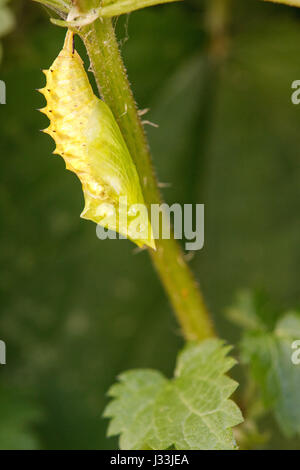 Raupe im Kokon, peacock Butterfly (Inachis Io) Kopf hängend auf Nessel, Verpuppung Prozess, Serie, Hessen, Deutschland Stockfoto