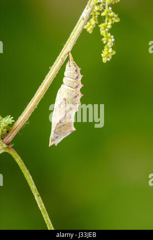 Raupe im Kokon, peacock Butterfly (Inachis Io) Kopf hängend auf Nessel, Verpuppung Prozess, Serie, Hessen, Deutschland Stockfoto