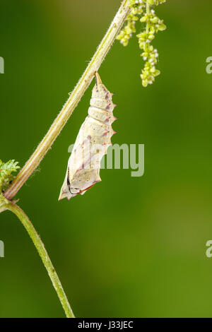 Raupe im Kokon, peacock Butterfly (Inachis Io) Kopf hängend auf Nessel, Verpuppung Prozess, Serie, Hessen, Deutschland Stockfoto