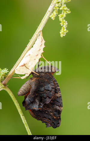 Tagpfauenauge (Inachis Io) nach dem Schlupf auf Nessel, Verpuppung Prozess, Serie, Hessen, Deutschland Stockfoto