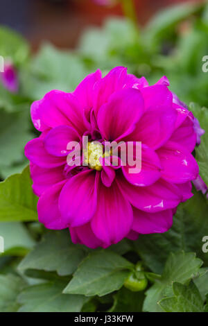 Porträt-Layout Closeup schöne Himbeer rote Dahlie Blüte Stockfoto