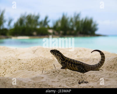 Kleiner Gecko von Whale Cay, Bahamas. Stockfoto