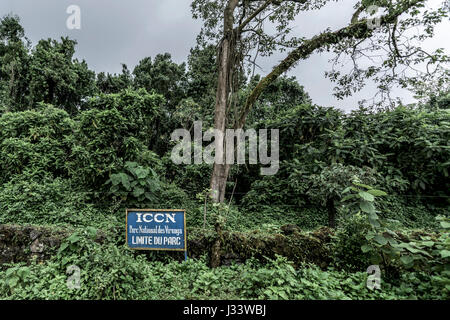 Alten Waldbestands, RDC Stockfoto