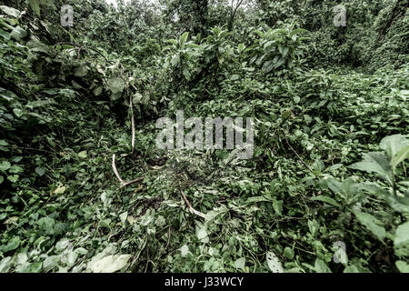 Alten Waldbestands, RDC Stockfoto