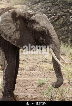 Elefant zusammengebacken in Schlamm Stockfoto