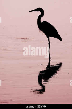 Silhouette von Great Blue Heron in Wasser Stockfoto