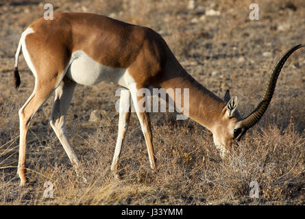 Grant's gazelle Beweidung Stockfoto