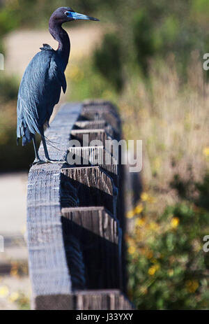 Kleine blaue Reiher stehen auf Zaun Stockfoto