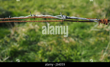 Eine Nahaufnahme Detail neuen und alten verrosteten Stacheldrahtzaun verkabelt mit Gras Hintergrund Stockfoto