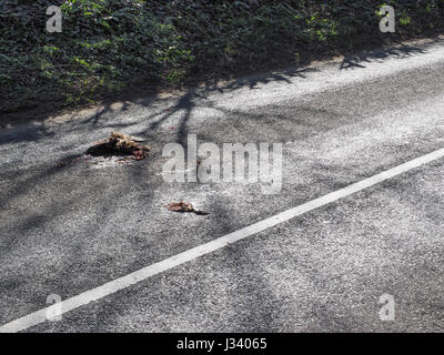 Nicht erkennbare Road Kill Toten an der Seite eines Landes Asphaltstraße Stockfoto