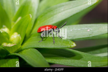 Lily Käfer auf eine Lilie in einem Garten, Chipping, Lancashire. Stockfoto