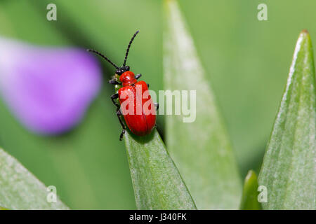 Lily Käfer auf eine Lilie in einem Garten, Chipping, Lancashire. Stockfoto