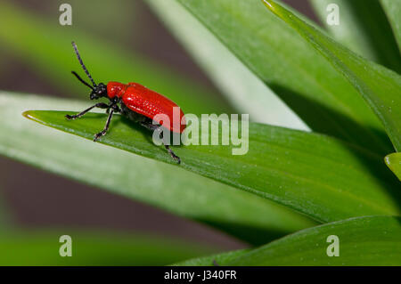 Lily Käfer auf eine Lilie in einem Garten, Chipping, Lancashire. Stockfoto