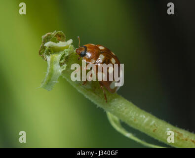 Calvia 14-Guttata, Creme-Spot Ladybird, Chipping, Lancashire. Stockfoto