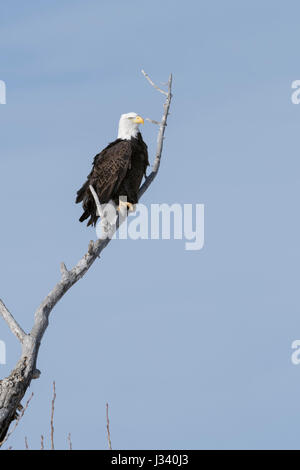 Weißkopf-Seeadler / Weisskopfseeadler (Haliaeetus Leucocephalus), thront in einer Pappel Baum, detaillierte Schuss, Yellowstone Valley, Montana, USA. Stockfoto