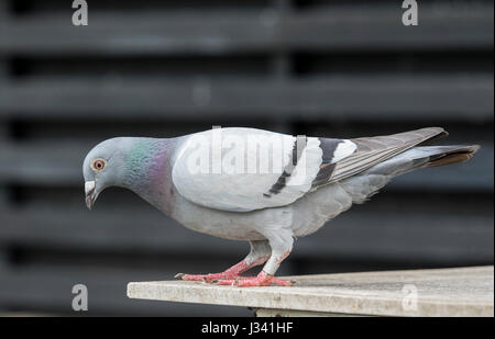 Ganzkörper-Sport racing Taube Vogel stehend auf home loft Stockfoto