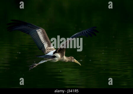 Stop-Motion ein großer Vogel (bemalte Storch) während des Fluges Stockfoto