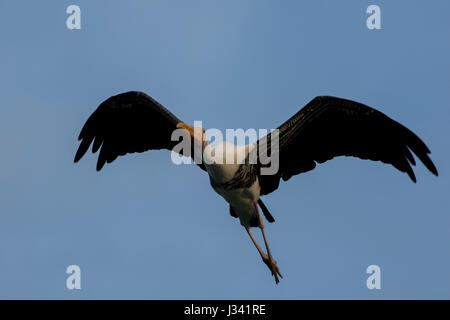 Stop-Motion ein großer Vogel (bemalte Storch) während des Fluges Stockfoto