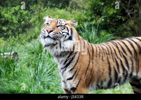 Junge Exemplare der Sumatra-Tiger, verschieben auf der Lichtung. Stockfoto