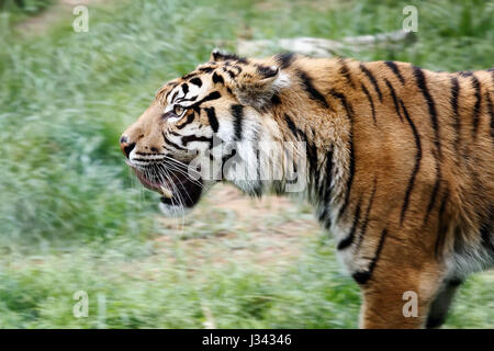 Junge Exemplare der Sumatra-Tiger, verschieben auf der Lichtung. Stockfoto