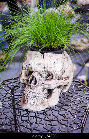 Flower Pot als einen menschlichen Schädel. Ansicht von vorne. Dekorativen Topf. Inneren Vase. Kreative Pot. Stockfoto