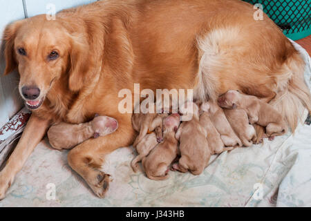 ersten Tag des golden Retriever Welpen mit neuen Hund Mutter liegend auf trockene Kleidung Stockfoto