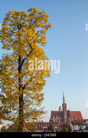 Wroclaw, Polen 22. Oktober 2016. Ein Baum voller gelb-goldene Blätter im Herbst mit der Kirche des Heiligen Kreuzes (St. Bartholomäus) im Hintergrund. Stockfoto