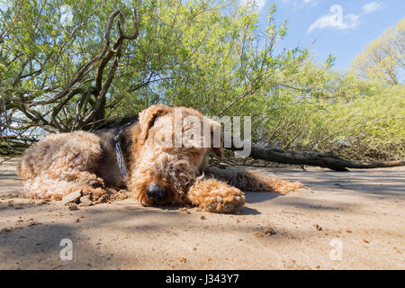 Airedale Terrier schlafen am Strand im Schatten Stockfoto