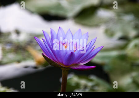 In der Nähe von empfindlichen Lila, Violett und Blau Seerose - nationale Sri Lankas Blume Stockfoto