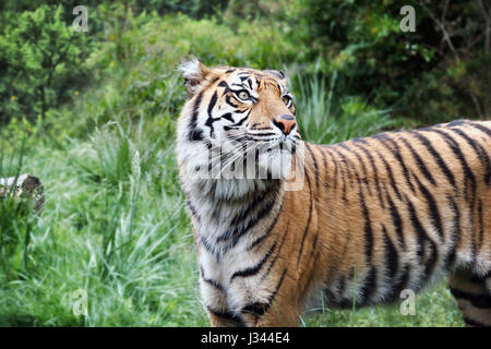 Junge Exemplare der Sumatra-Tiger, verschieben auf der Lichtung. Stockfoto