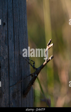 Eine Heuschrecke im Pilanesberg National Park Stockfoto