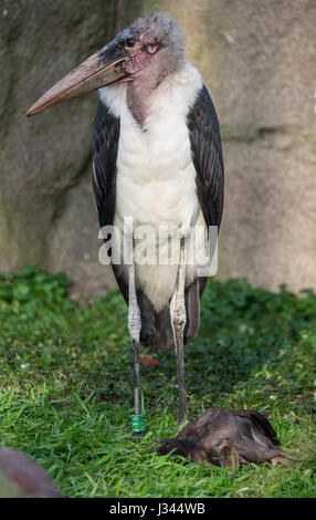 Maraboe, Marabou Storch, Leptoptilos Crumeniferus im zoo Stockfoto