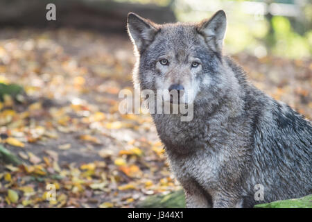 Europäischer Wolf Canis Lupus Lupus ich Blijdorp Zoo in Rotterdam, Niederlande. Schuss mit einigen Gegenlicht Hervorhebung schönes graues Fell. Stockfoto