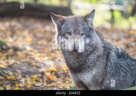 Europäischer Wolf Canis Lupus Lupus ich Blijdorp Zoo in Rotterdam, Niederlande. Schuss mit einigen Gegenlicht Hervorhebung schönes graues Fell. Stockfoto