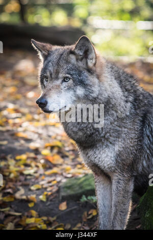 Europäischer Wolf Canis Lupus Lupus ich Blijdorp Zoo in Rotterdam, Niederlande. Schuss mit einigen Gegenlicht Hervorhebung schönes graues Fell. Stockfoto