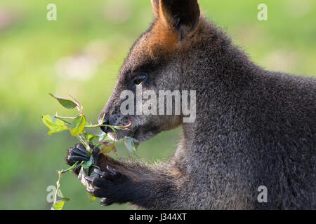 Swamp Wallaby Stockfoto